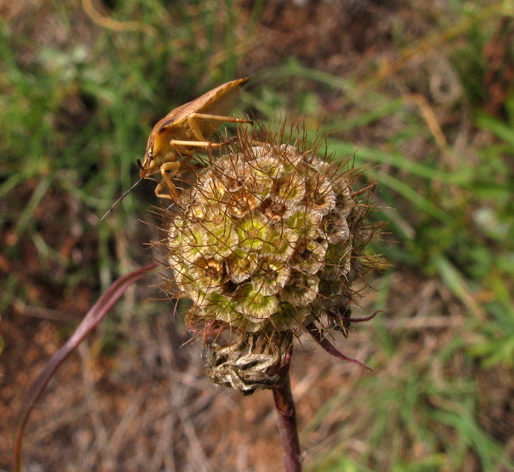 Image of Scabiosa ochroleuca specimen.