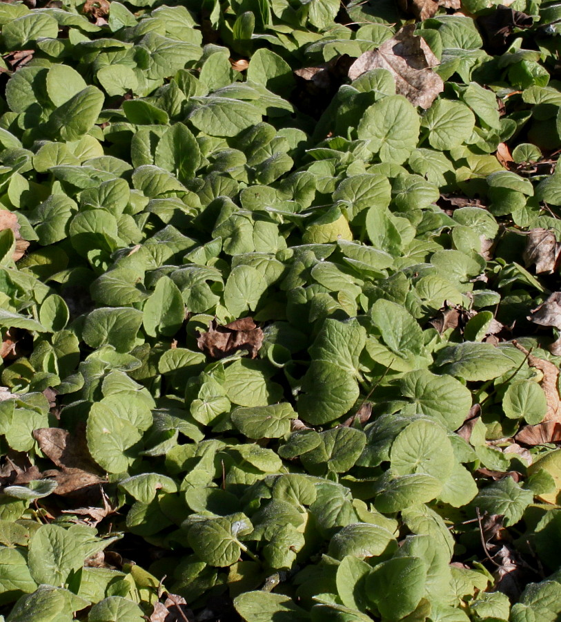 Image of Doronicum pardalianches specimen.