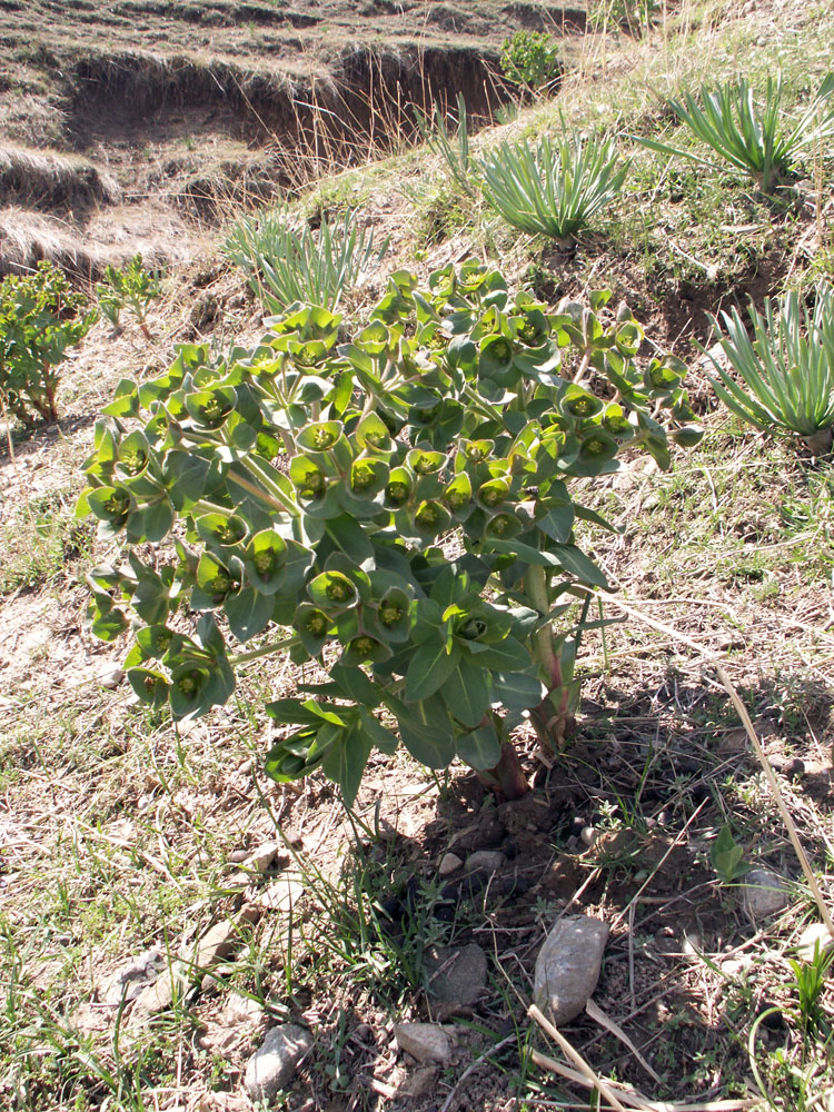 Image of Euphorbia ferganensis specimen.