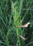 Vicia grandiflora. Верхушка цветущего растения. Крым, Симферополь. 17 мая 2009 г.