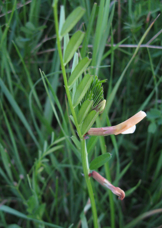 Image of Vicia grandiflora specimen.