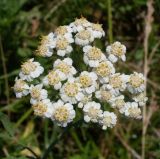 Achillea salicifolia