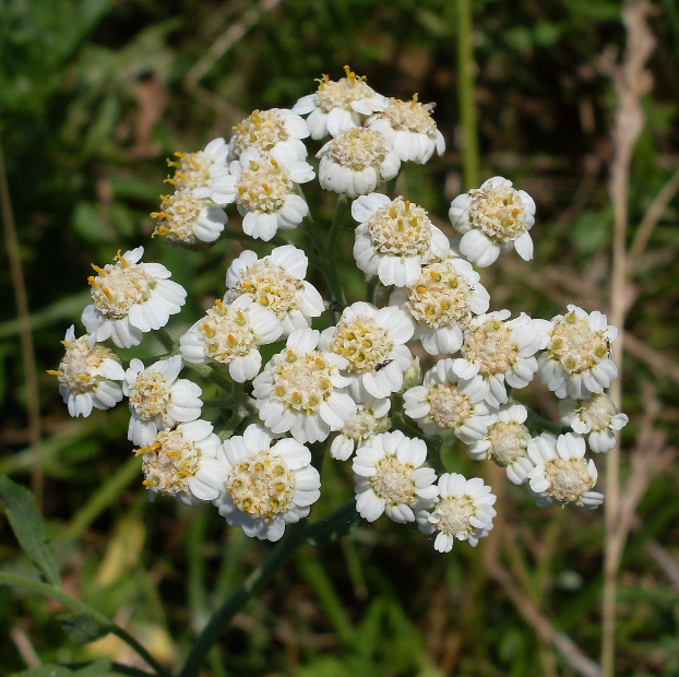 Изображение особи Achillea salicifolia.