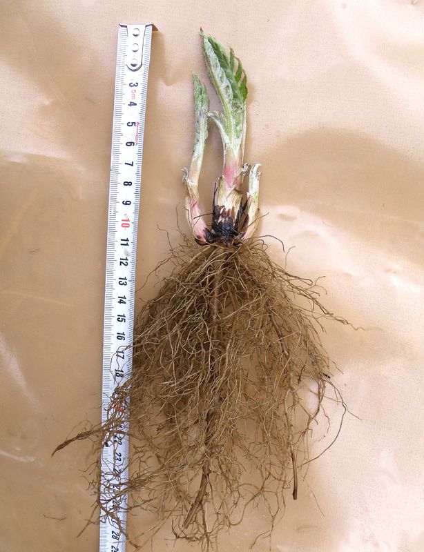 Изображение особи Stemmacantha carthamoides.