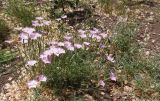 genus Dianthus