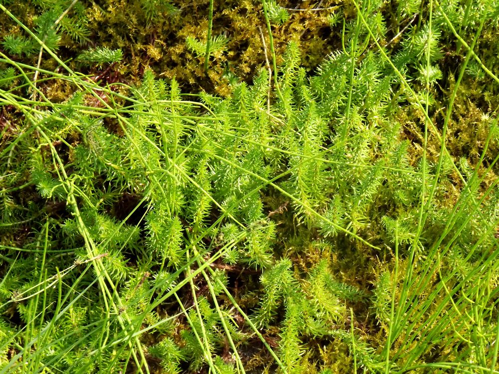 Image of Hippuris vulgaris specimen.