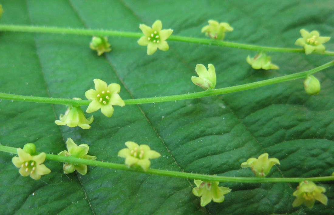 Изображение особи Dioscorea caucasica.