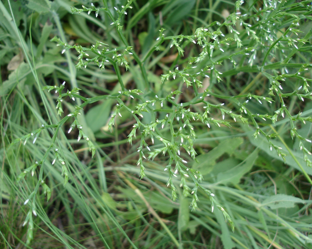Image of Goniolimon tataricum specimen.