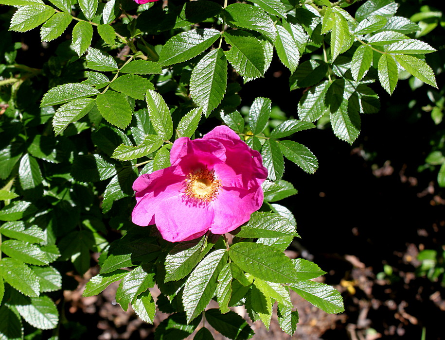 Image of Rosa rugosa specimen.