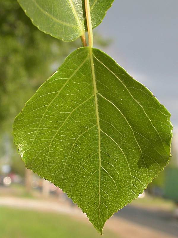 Изображение особи Populus &times; sibirica.