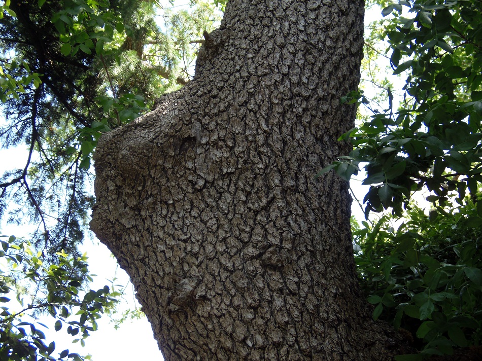Image of Pistacia mutica specimen.