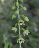 Epipactis helleborine ssp. degenii