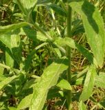 Epilobium hirsutum