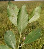 Salix caprea. Побег. Московская обл., Лотошинский р-н, окр. дер. Савостино. 05.07.2013.