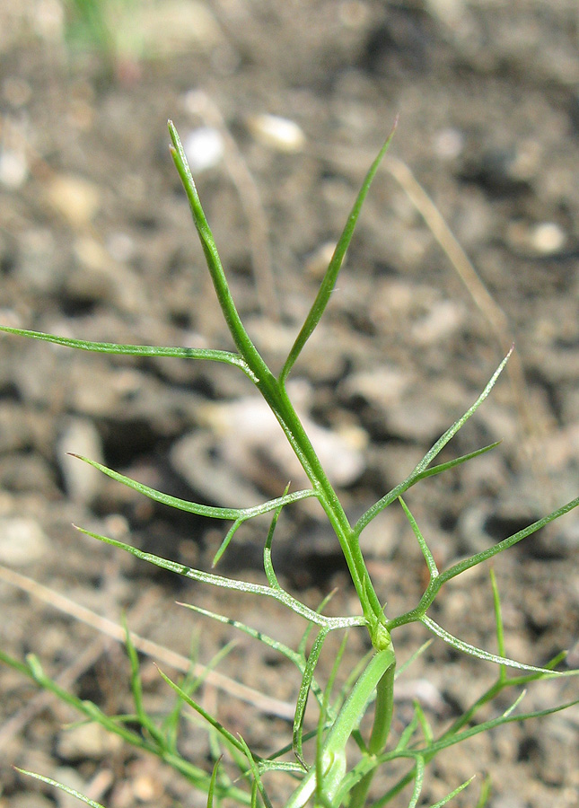 Изображение особи Nigella elata.