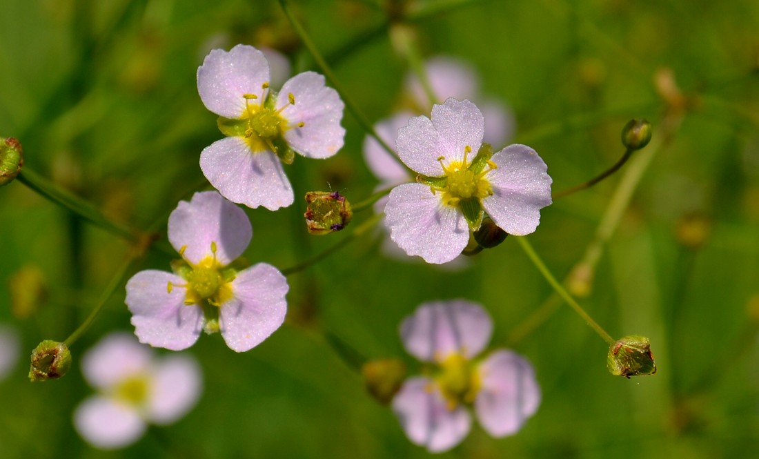 Изображение особи Alisma plantago-aquatica.