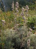 Artemisia caucasica. Цветущие растения. Краснодарский край, Новороссийск, м. Шесхарис, прибрежный склон Маркотхского хребта, можжевеловое редколесье. 21.07.2013.