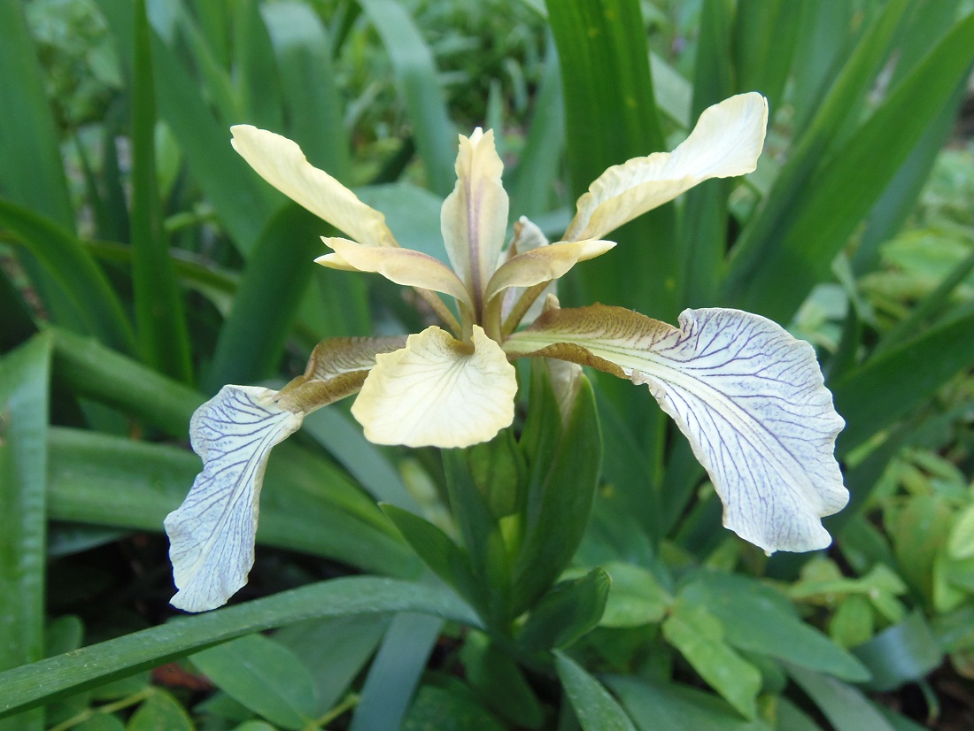 Изображение особи Iris foetidissima.