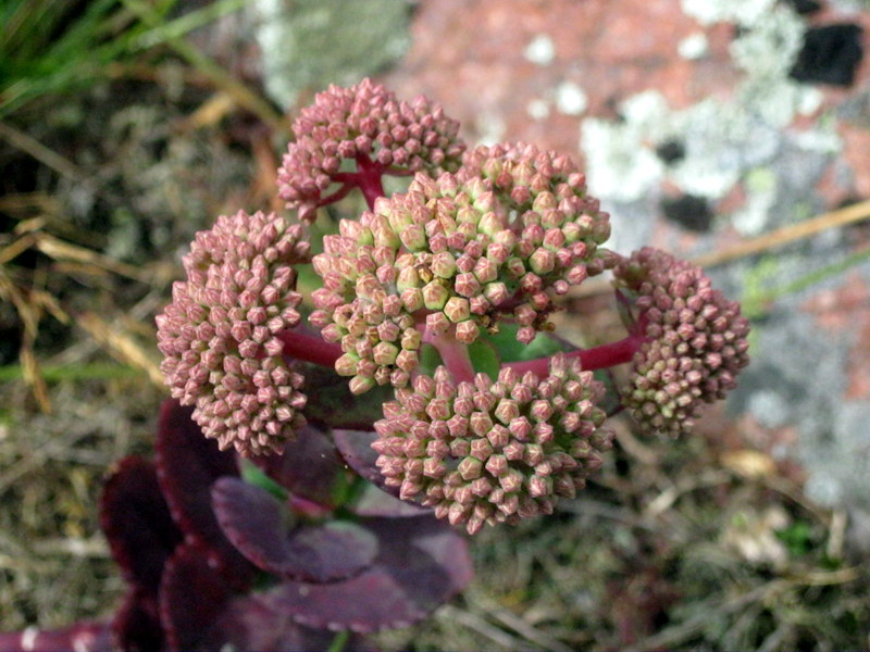 Image of Hylotelephium ruprechtii specimen.