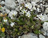 Minuartia adenotricha