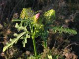 Hibiscus trionum