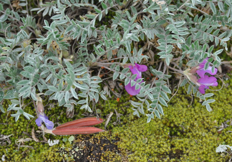 Image of Oxytropis kamtschatica specimen.