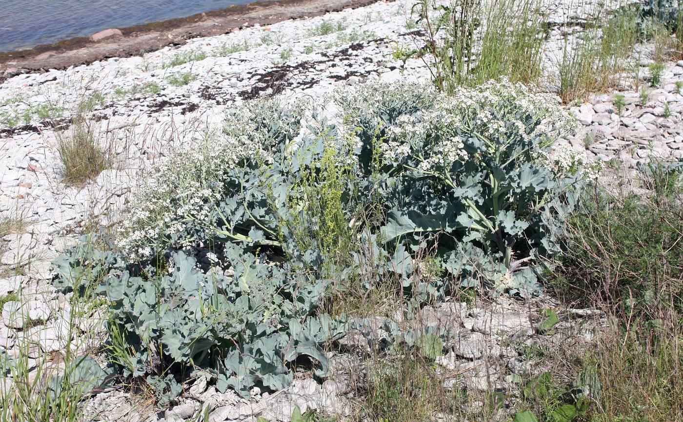 Изображение особи Crambe maritima.