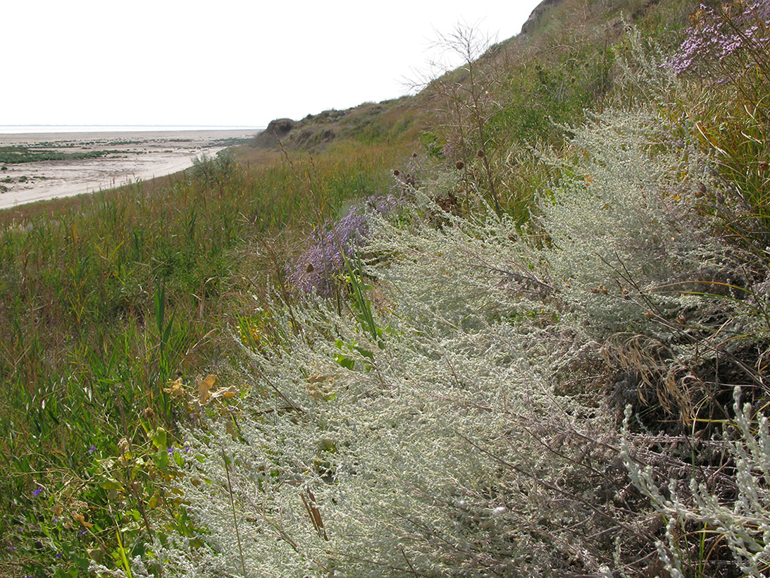 Image of genus Artemisia specimen.