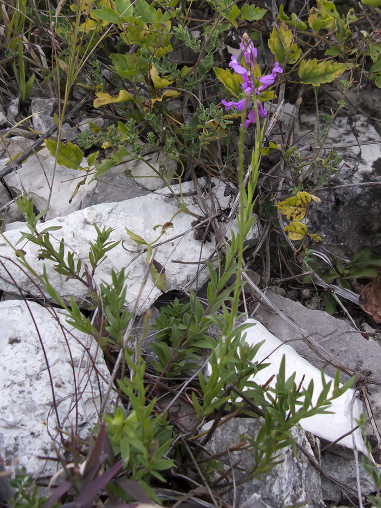 Изображение особи Polygala major.