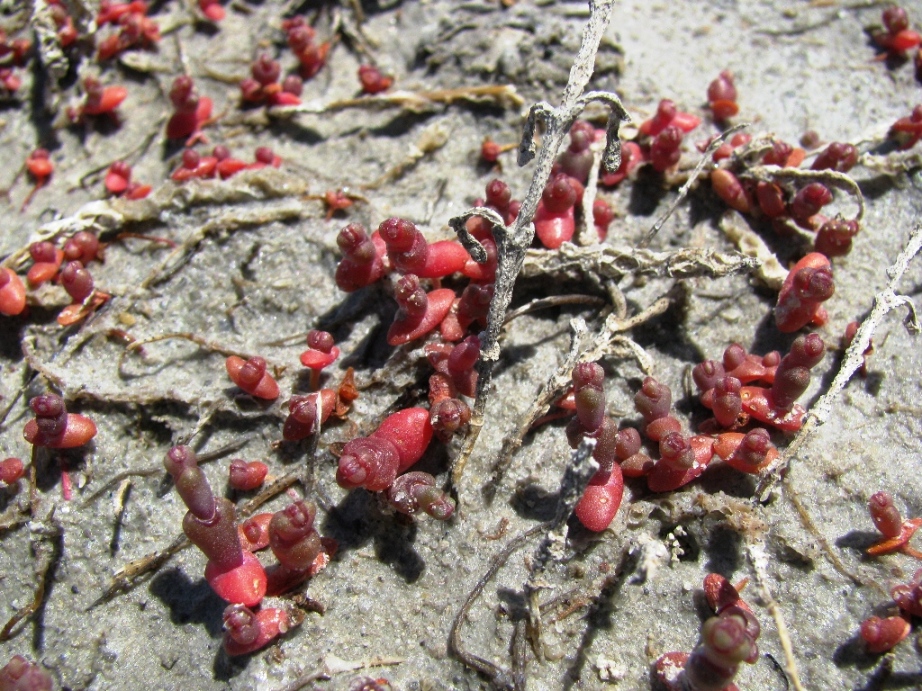Изображение особи Salicornia perennans.