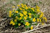 Caltha palustris