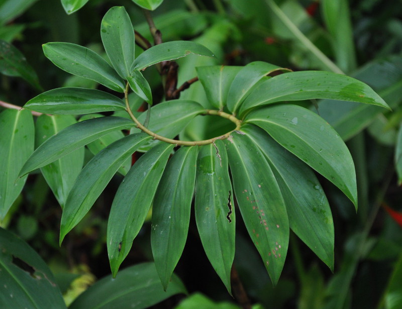 Изображение особи Hellenia speciosa.