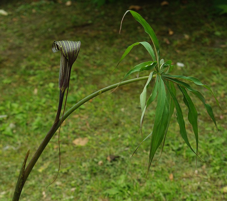 Изображение особи Arisaema ciliatum.