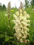 Pedicularis venusta. Соцветия: с раскрытыми цветками (на переднем плане) и в стадии бутонизации (на заднем). Республика Бурятия, Баунтовский эвенкийский р-н, окр. пос. Северный, долина р. Има, сырой луг. 01.07.2013.