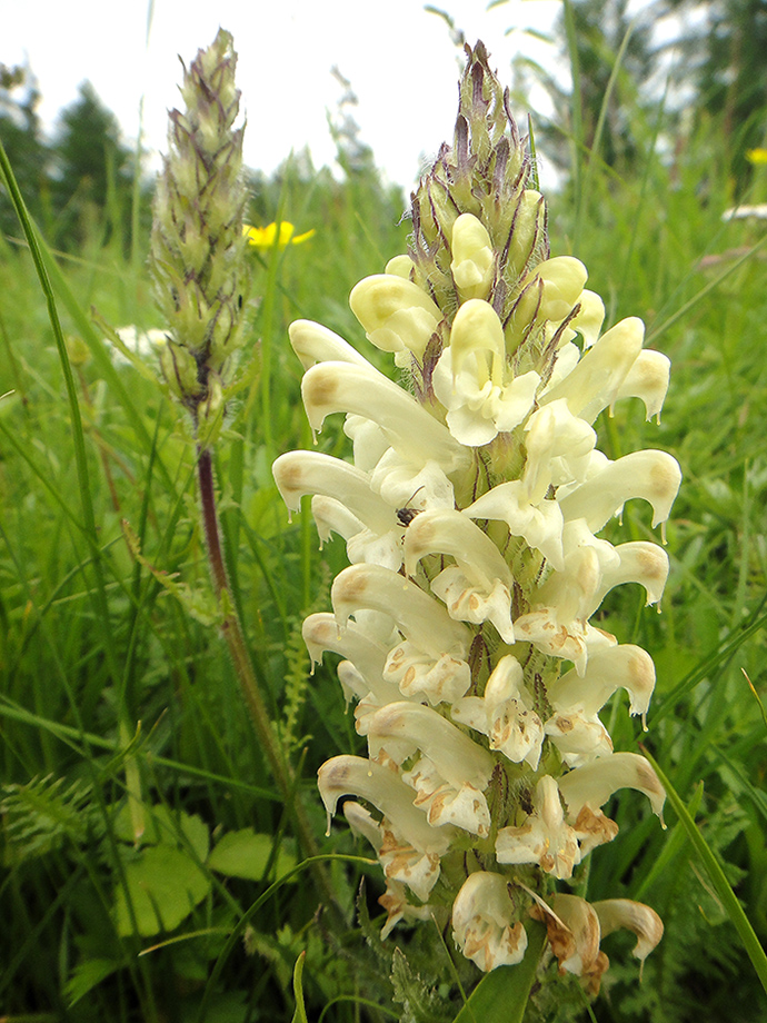 Image of Pedicularis venusta specimen.