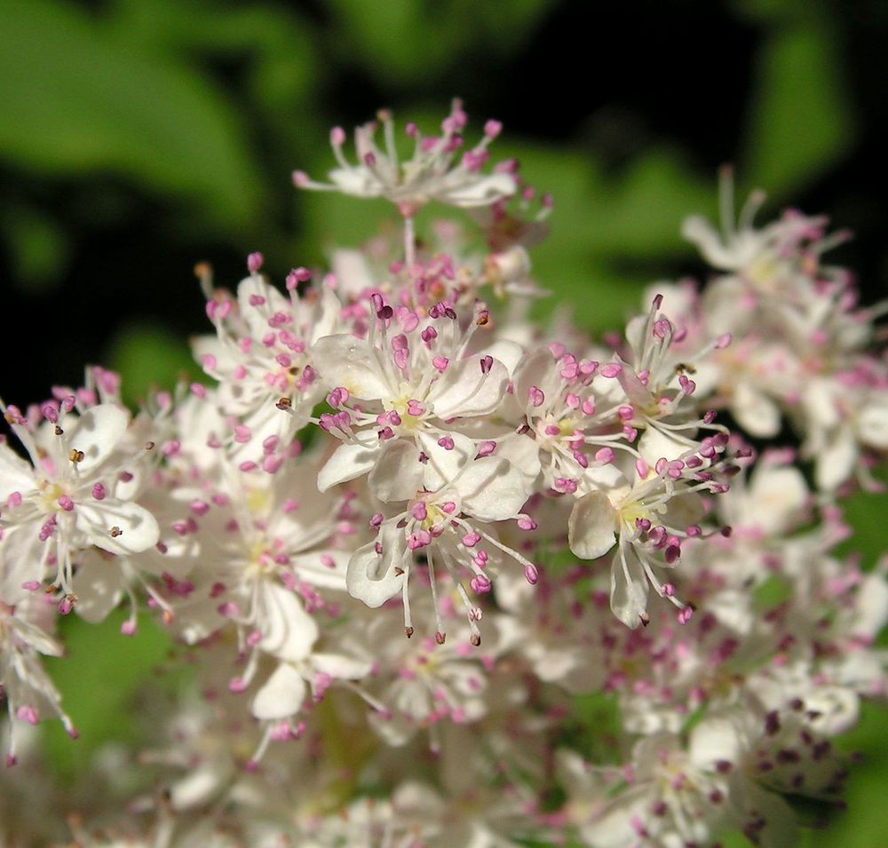 Image of Filipendula glaberrima specimen.