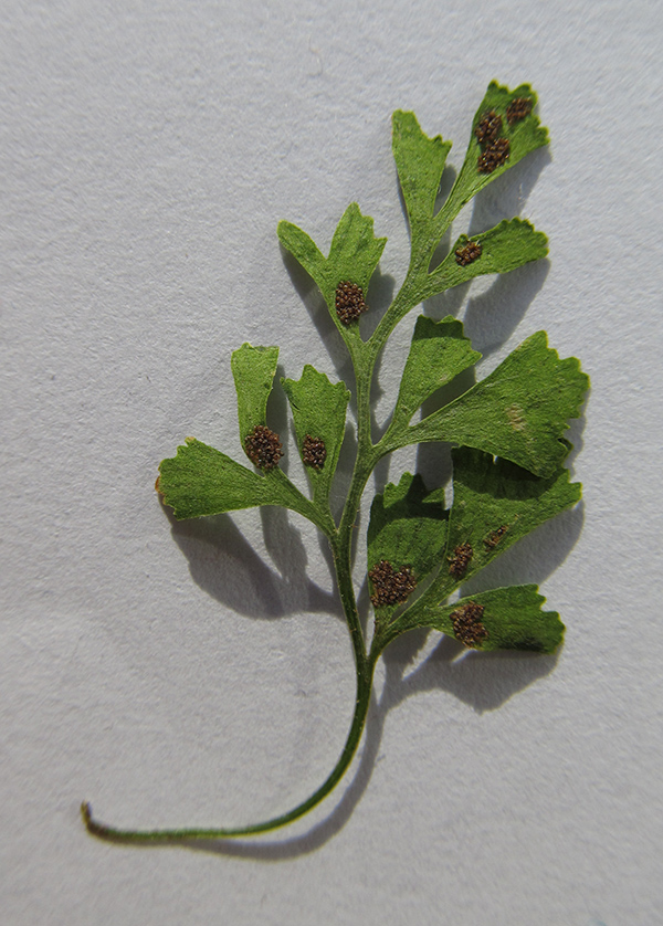 Image of Asplenium haussknechtii specimen.