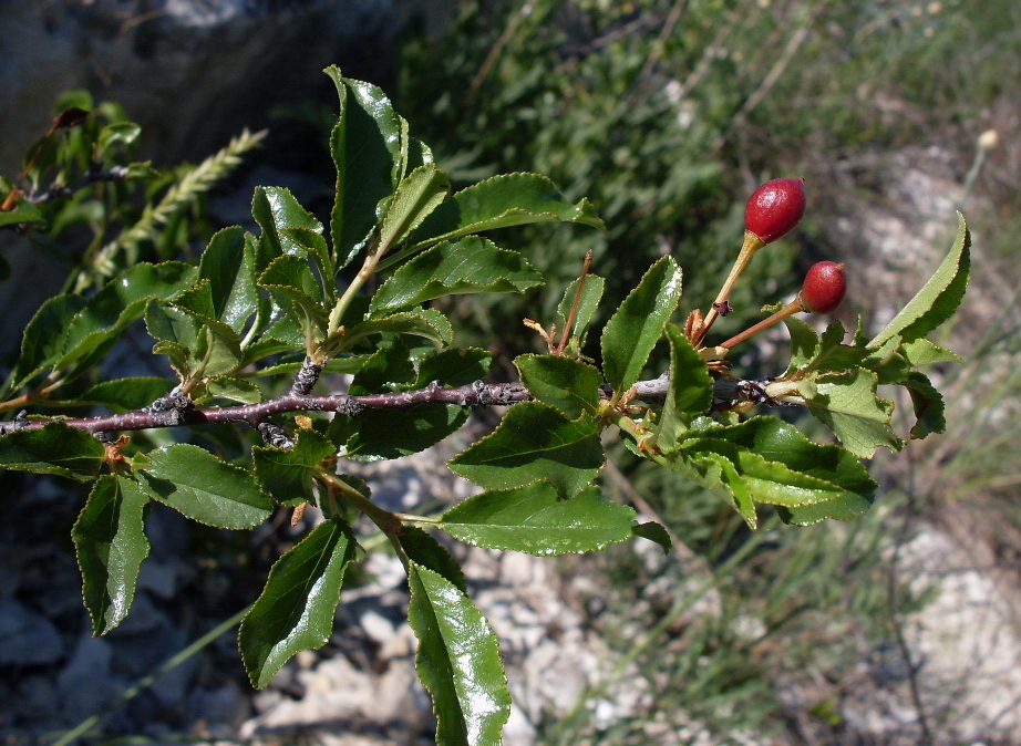 Изображение особи Cerasus fruticosa.