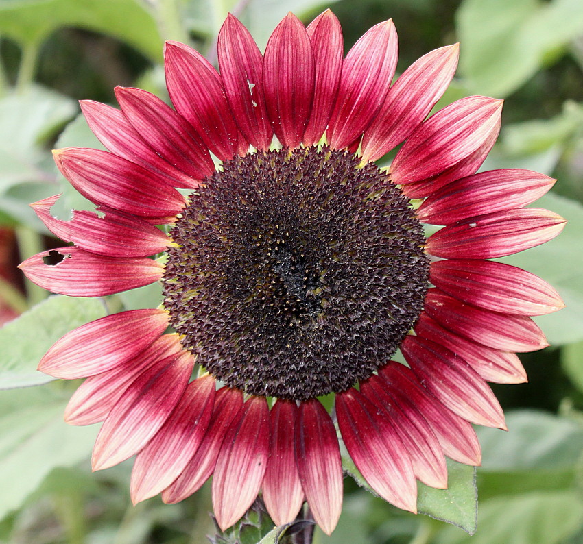 Image of Helianthus annuus specimen.