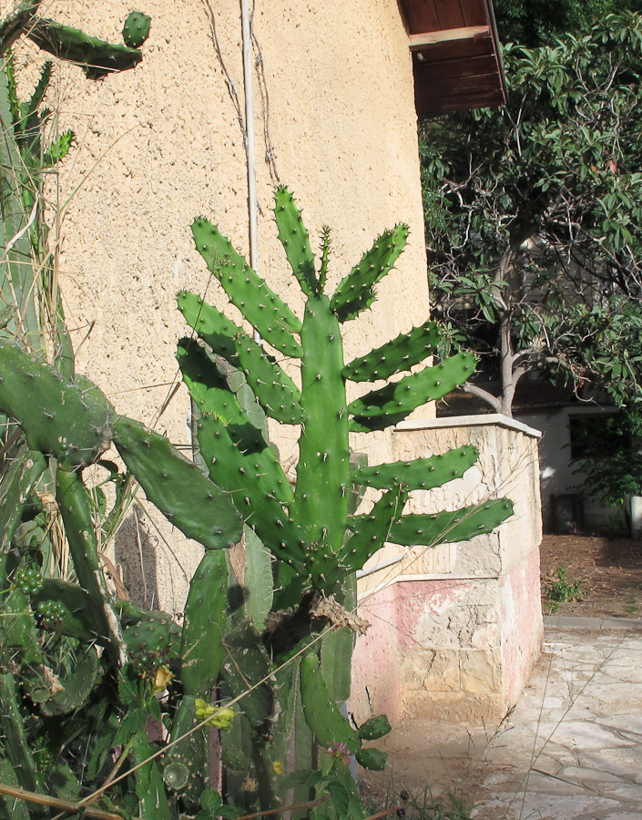Image of Opuntia cochenillifera specimen.