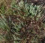 Santolina rosmarinifolia. Перезимовавшее растение с высохшими соцветиями и соплодиями. Германия, г. Дюссельдорф, Ботанический сад университета. 02.03.2014.