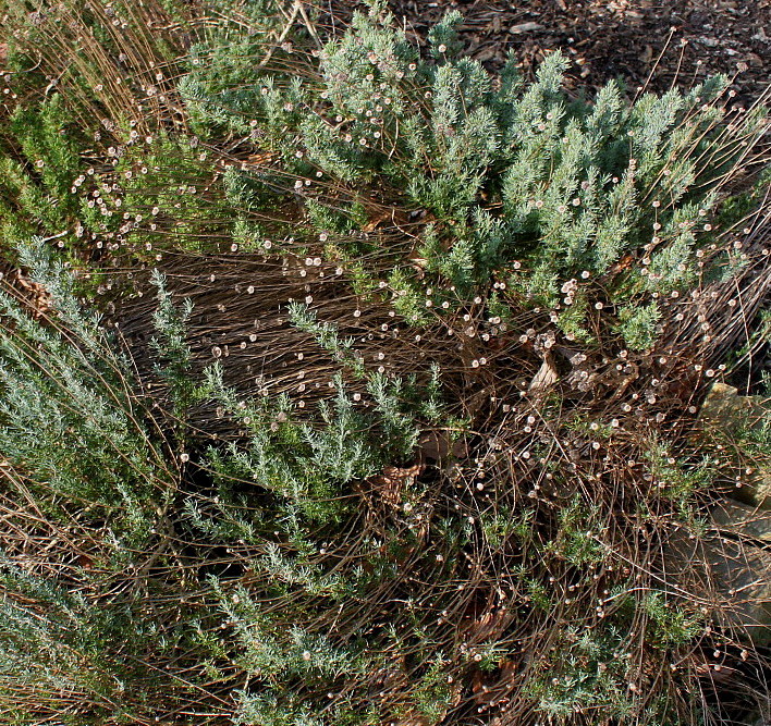 Изображение особи Santolina rosmarinifolia.