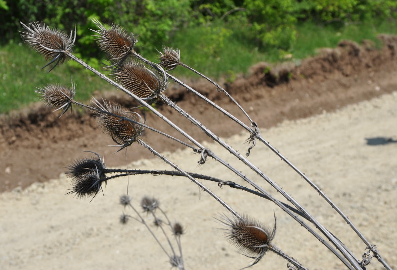 Image of Dipsacus laciniatus specimen.