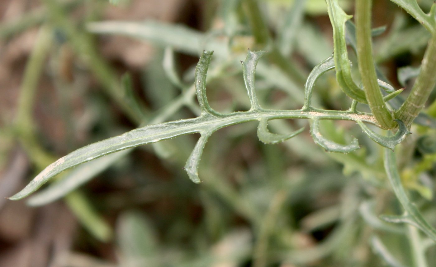 Изображение особи Volutaria crupinoides.