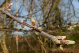 Malus toringo