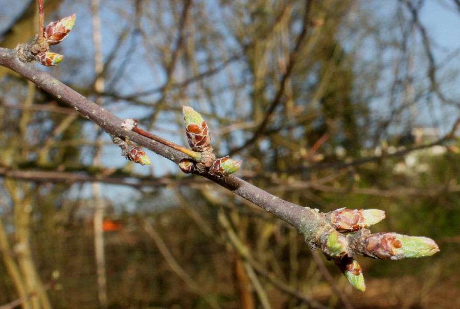 Изображение особи Malus toringo.