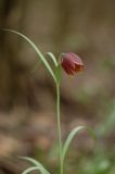 Fritillaria montana