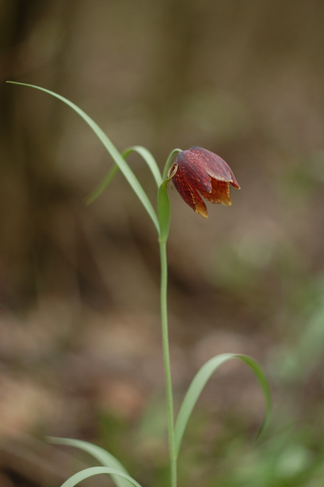 Изображение особи Fritillaria montana.