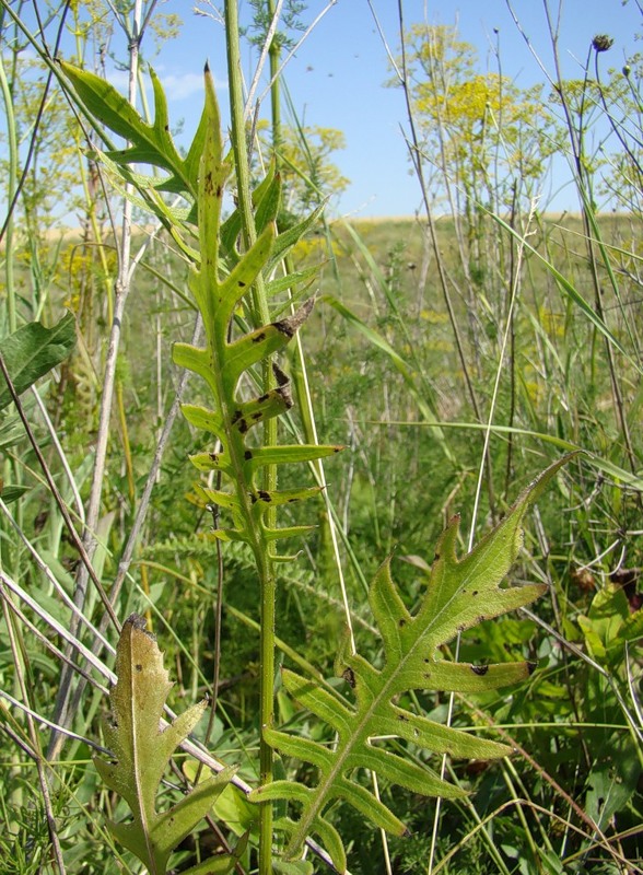 Image of Klasea radiata specimen.