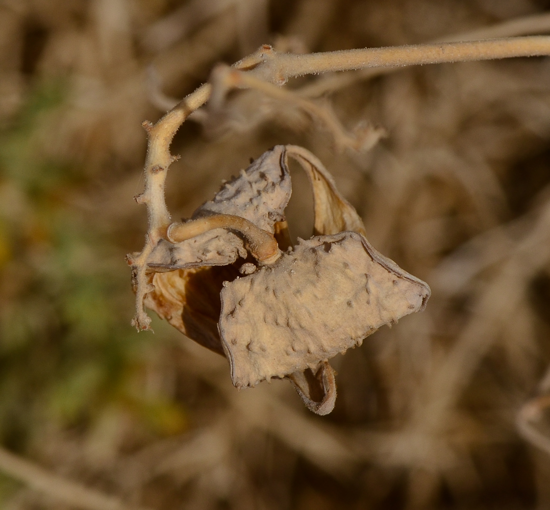 Image of Pergularia tomentosa specimen.